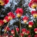 Szlovénia legszebb tájain tulipánvirágzáskor
