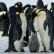  Az érintetlen természet - utazás az Antarktiszra magyar idegenvezetővel 2025.03.11-03.25.