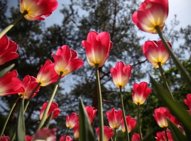 Szlovénia legszebb tájain tulipánvirágzáskor