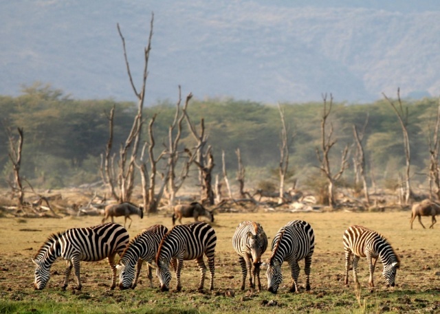 Tarangire & Ngorongoro Manyara tó Nemzeti Park Szafari, nyaralással Zanzibáron 