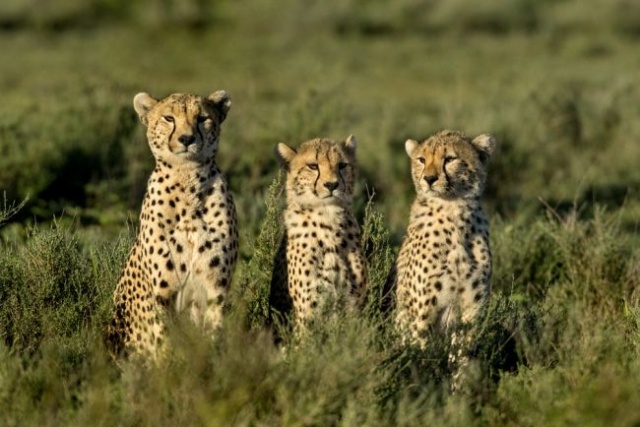 Szafari Észak-Tanzánia nemzeti parkjaiban és nyaralás a mesés Zanzibáron 2023.02.17-27.
