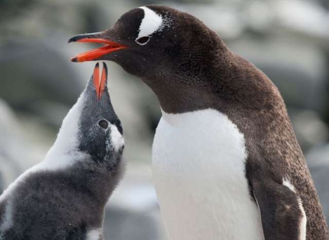 Expedíciós hajóút az Antarktiszra - albatroszok, bálnák, fókák és pingvinek 2024.01.19-02.03.